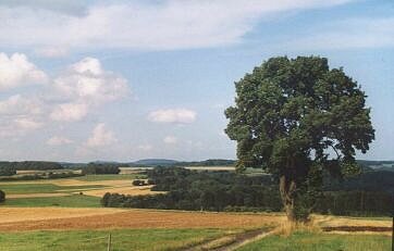 Klicken Sie auf den Baum....